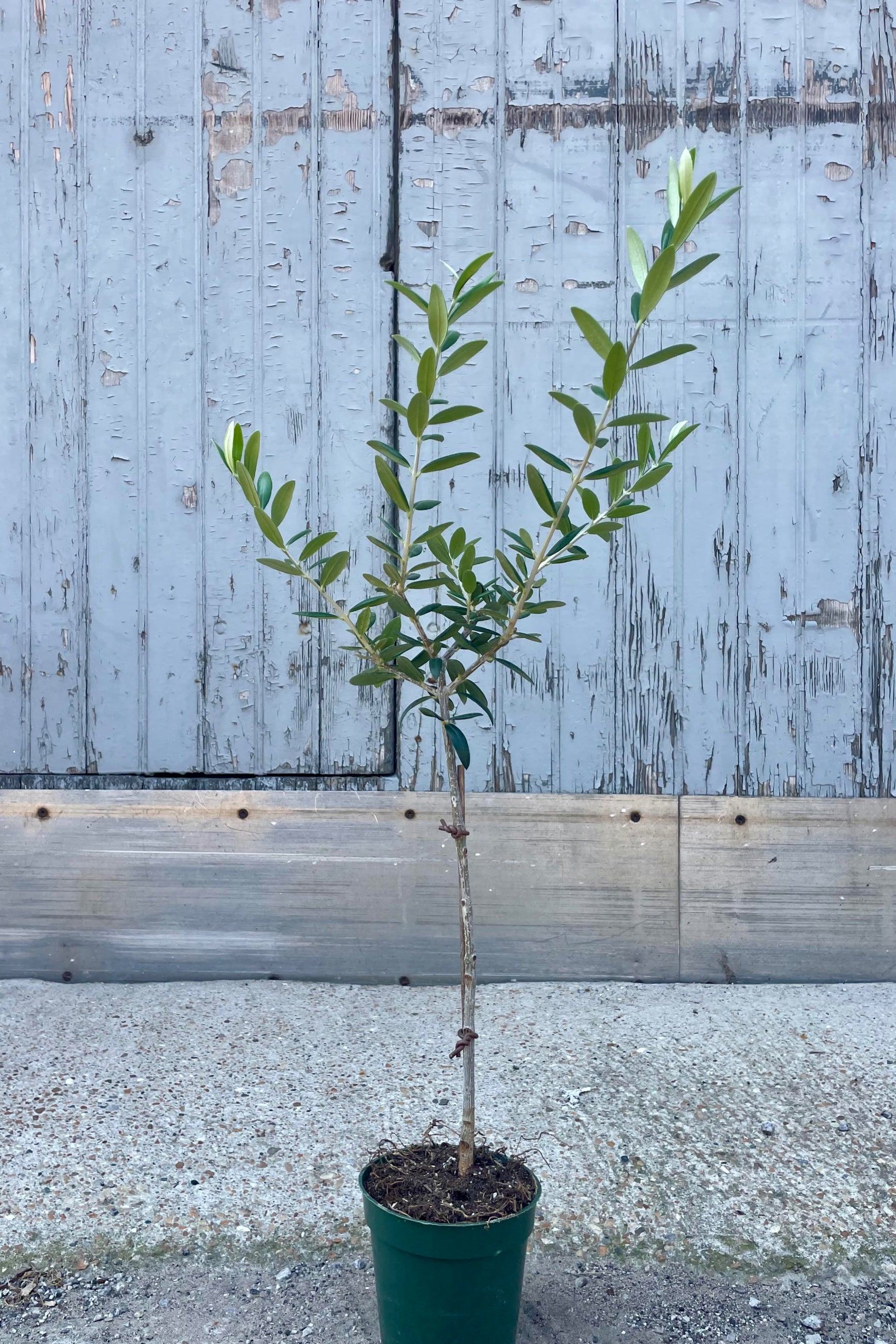A full view of Olea europaea "Olive Tree" 4" against a gray wall. The tree is in a dark green pot sitting on a concrete surface. ©Sprout Home