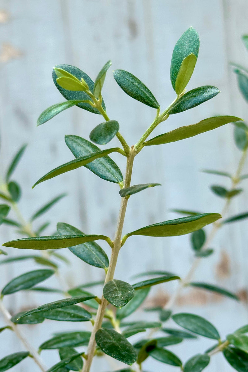 Detail of the ovate thick dark green leaves of an olive tree at Sprout Home. 