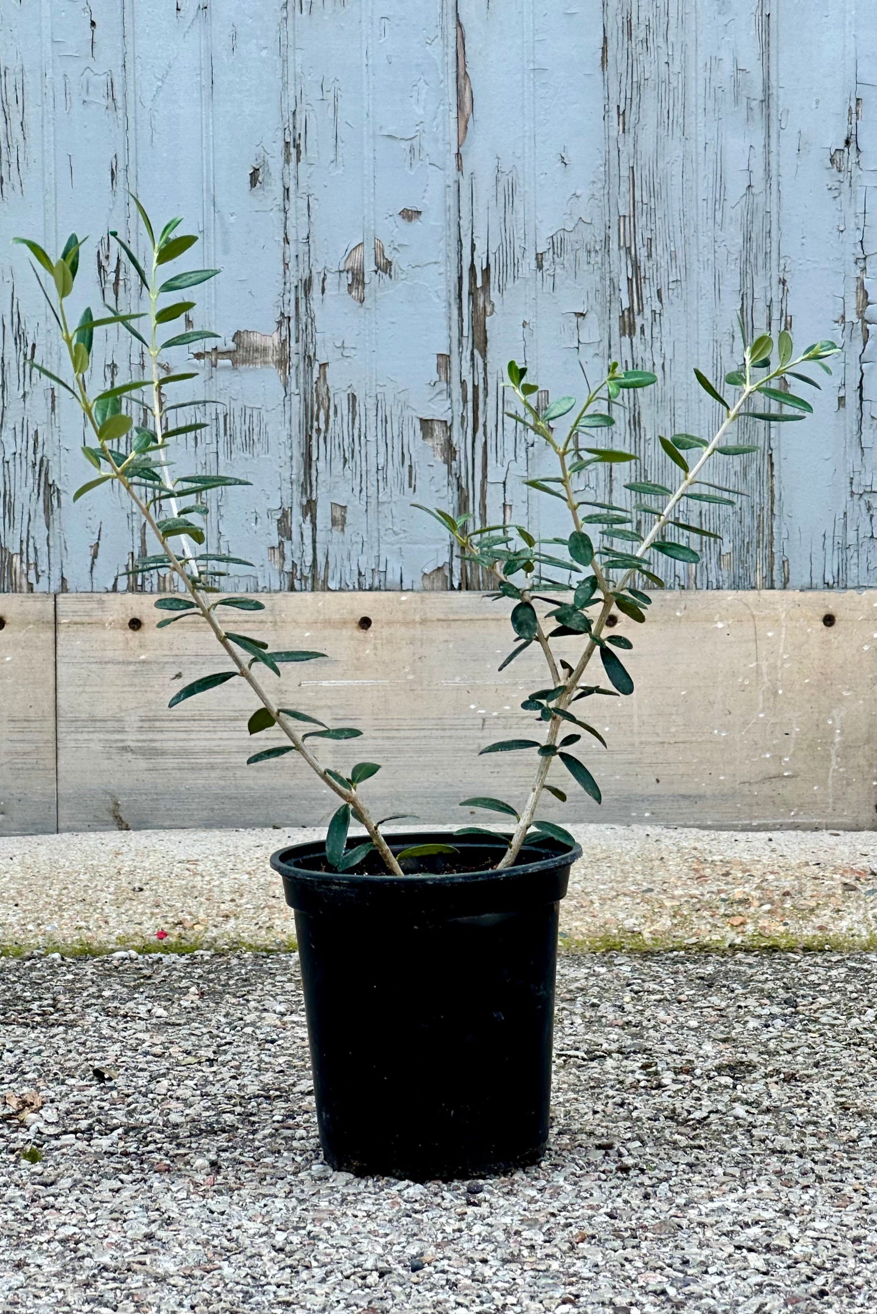 Olea europaea "Olive Tree" in a 6" growers pot with larger limbs with sidebranching ©Sprout Home