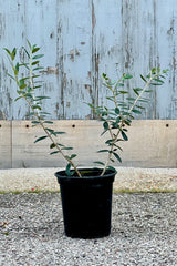 Olea europaea "Olive Tree" in a 6" growers pot with larger limbs with sidebranching