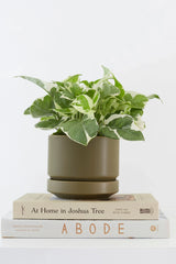 Round Two Olive planter with a plant inside and sitting on a stack of two books by LBE Design and Revival Ceramics.