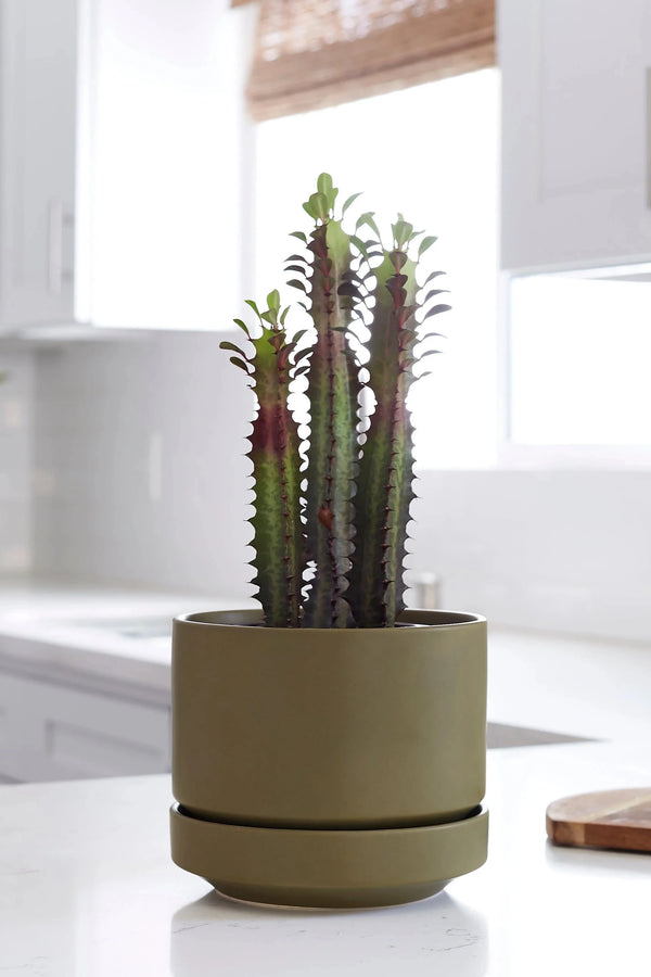 LBE Design Revival Ceramics Olive Round Two pot potted with a Euphorbia plant in a white kitchen.