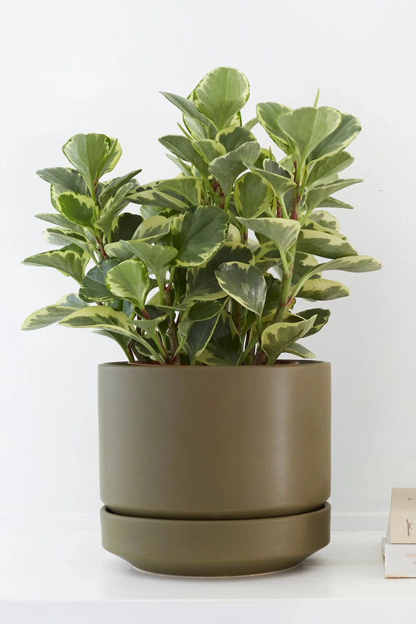 Olive Round Two planter with a Pepperomia plant inside by LBE Design Revival Ceramics.