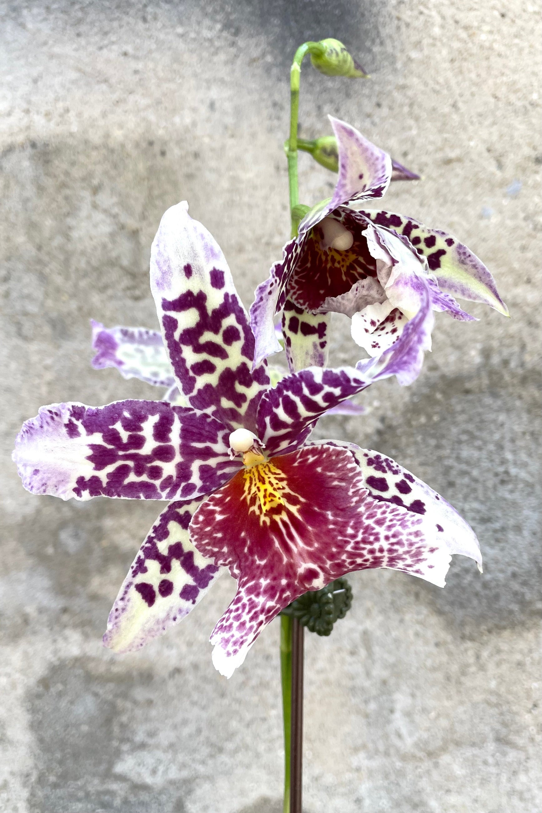 A detailed view of Oncidiinae orchid against concrete backdrop ©Sprout Home