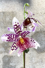 A detailed view of Oncidiinae orchid against concrete backdrop