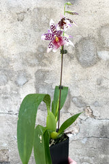 A full view of Oncidiinae orchid in grow pot against concrete backdrop