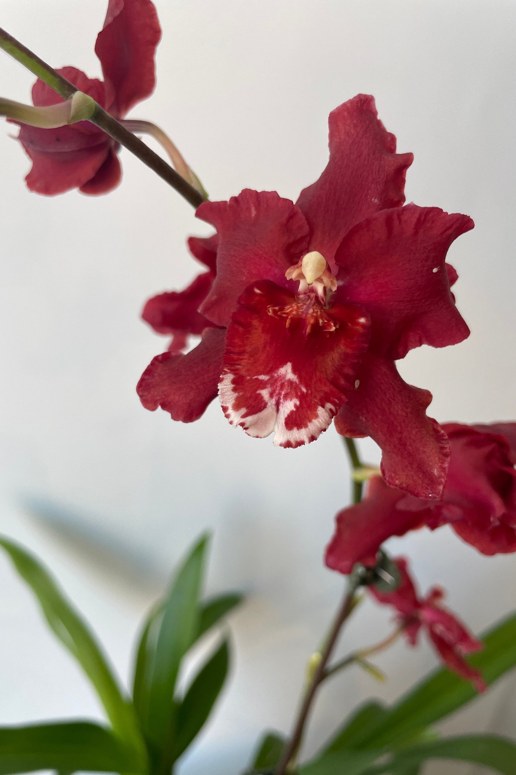 Oncidium Oncostele Red Silk 'Hof' bloom with its rich red flowers up close at Sprout Home.  ©Sprout Home