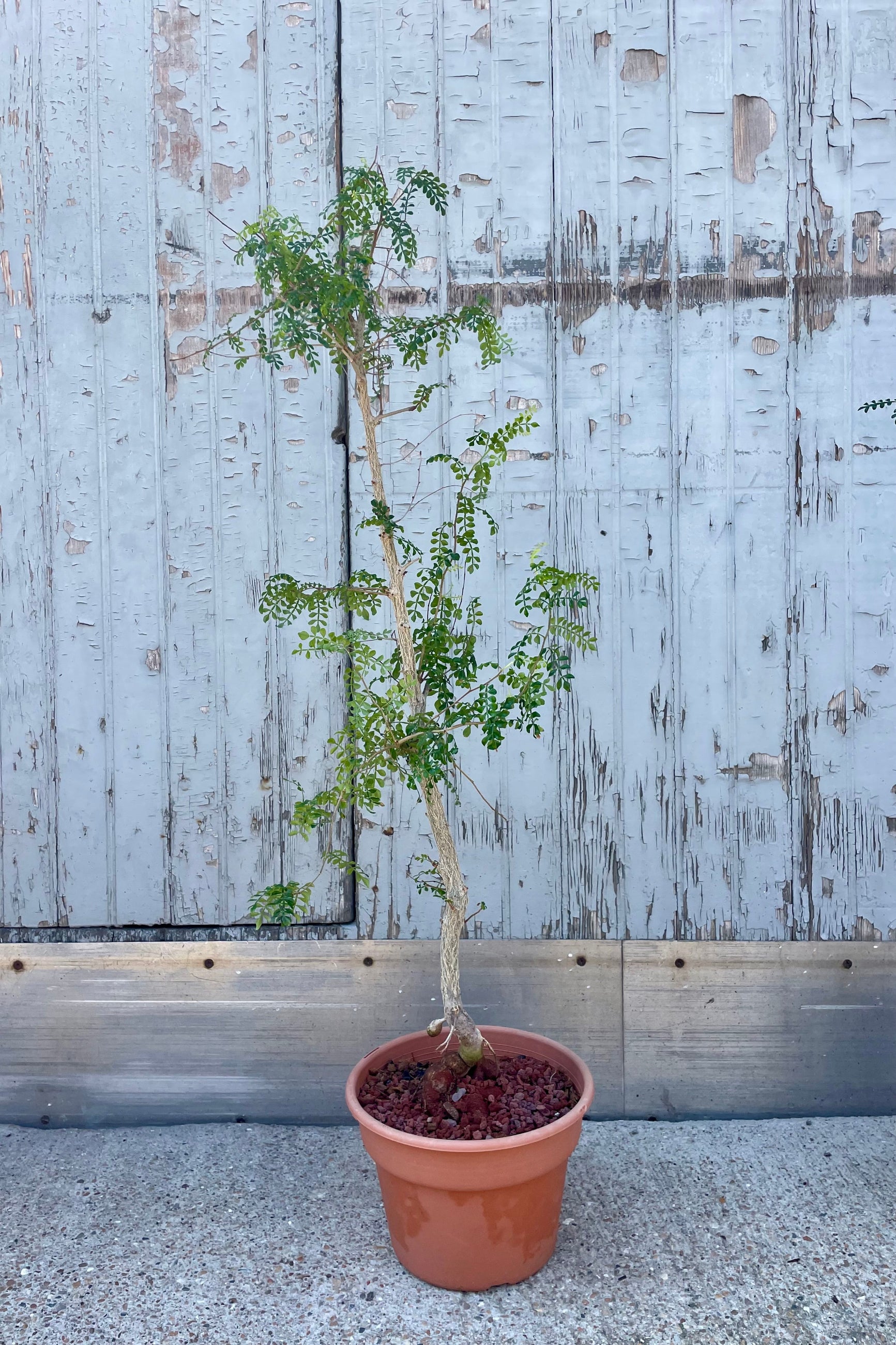 A potted tree with small green leaves and a unique trunk in front of a wooden wall ©Sprout Home