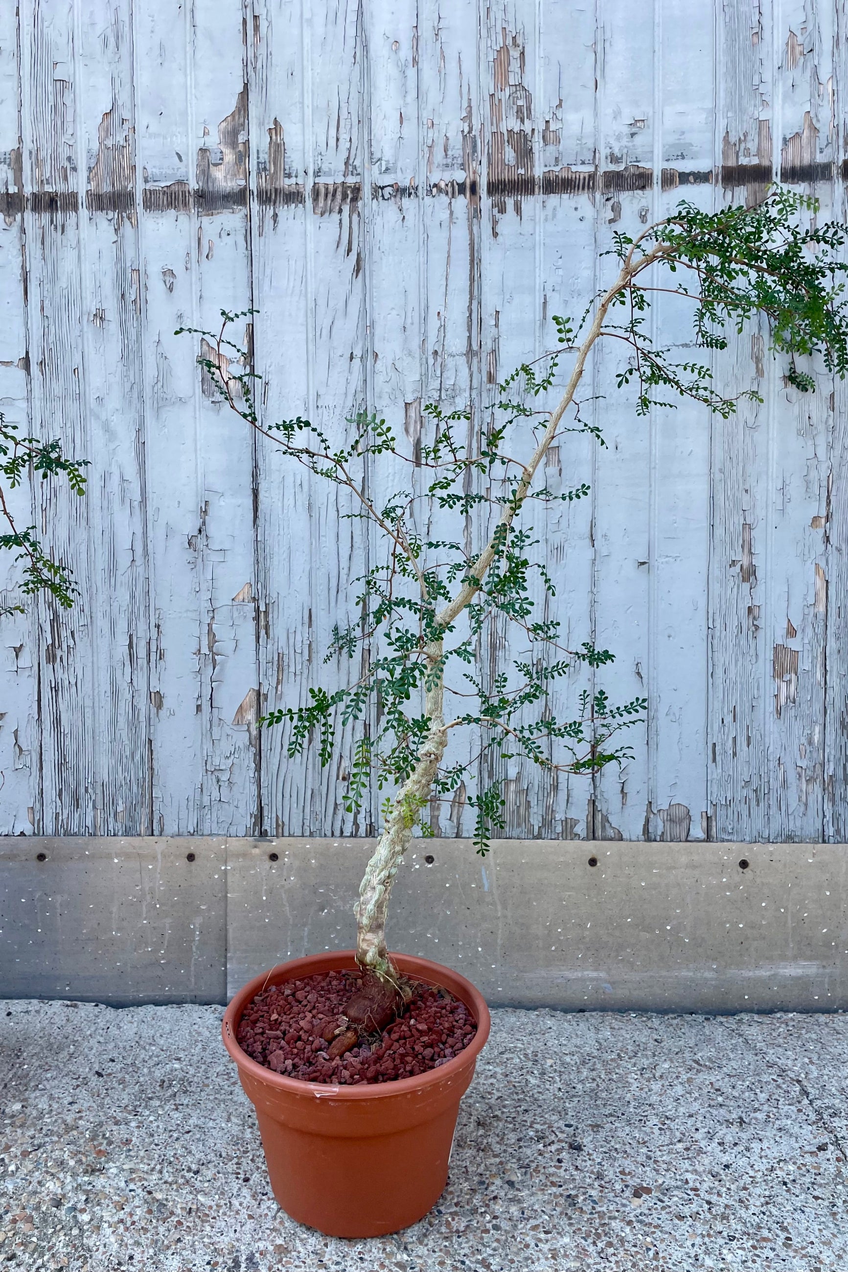 A potted tree with small green leaves and a unique trunk in front of a wooden wall ©Sprout Home