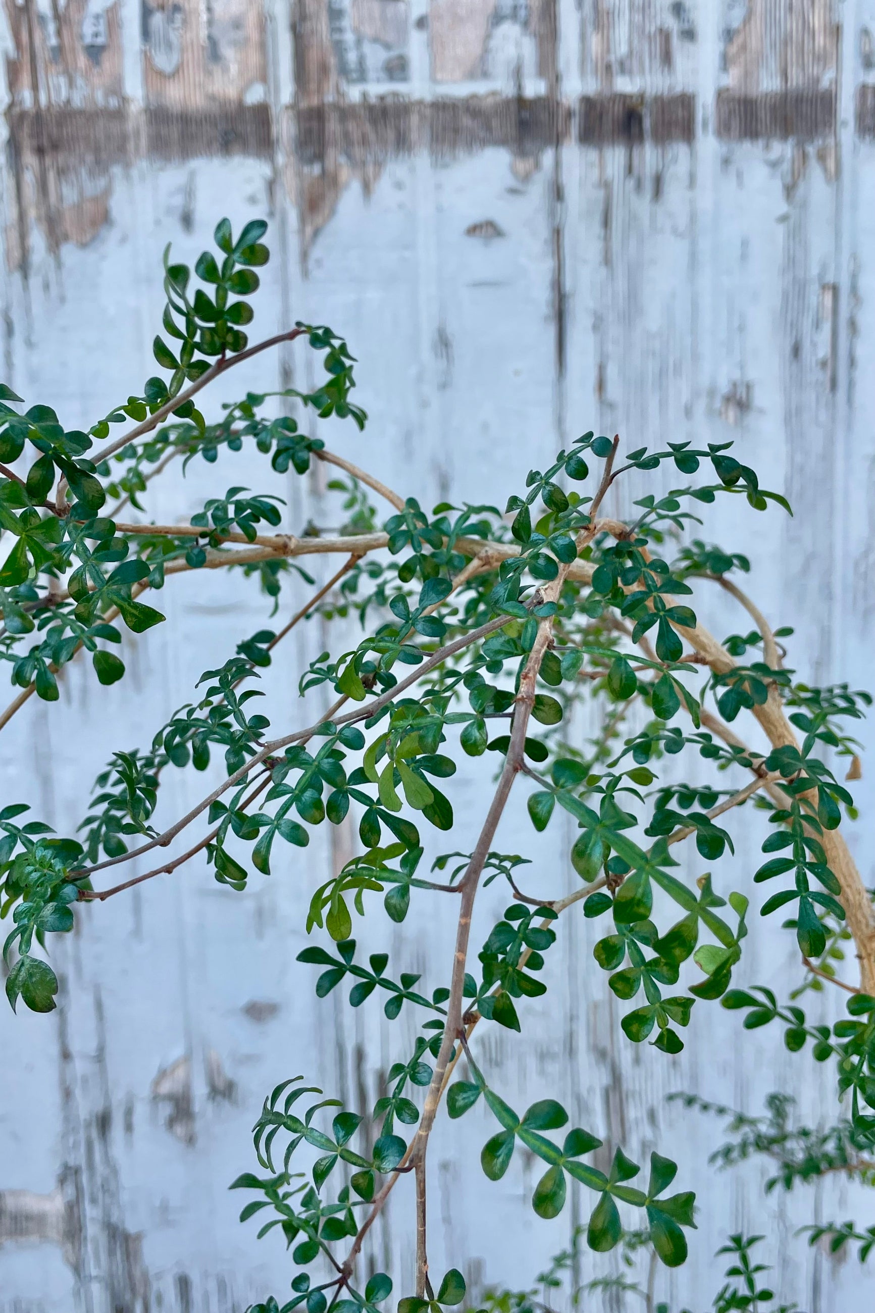 Close up photo of tiny green Operculicarya leaves ©Sprout Home