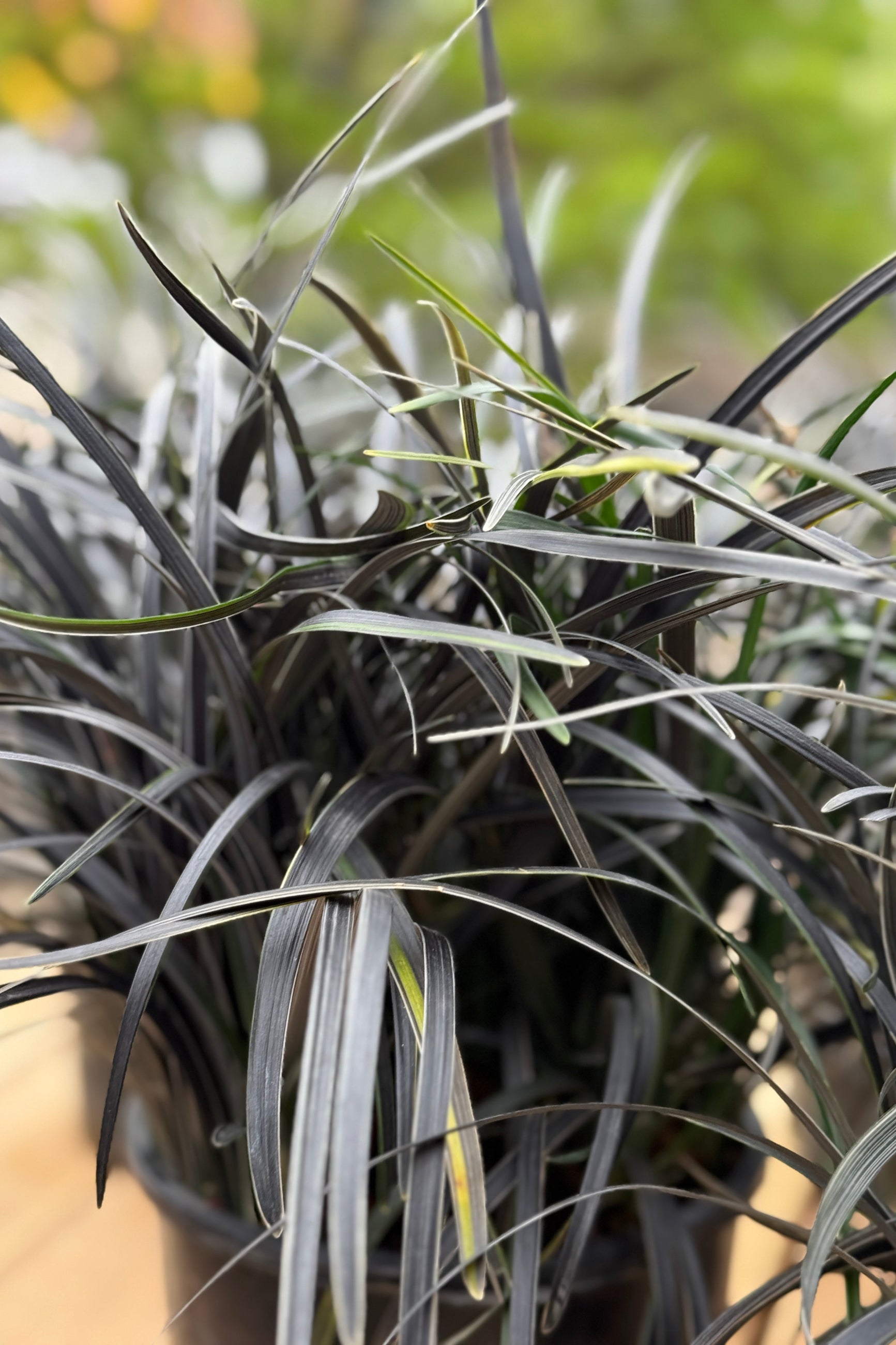Ophiopogon planiscapus 'Edge of Night' #1 at SPROUT HOME
