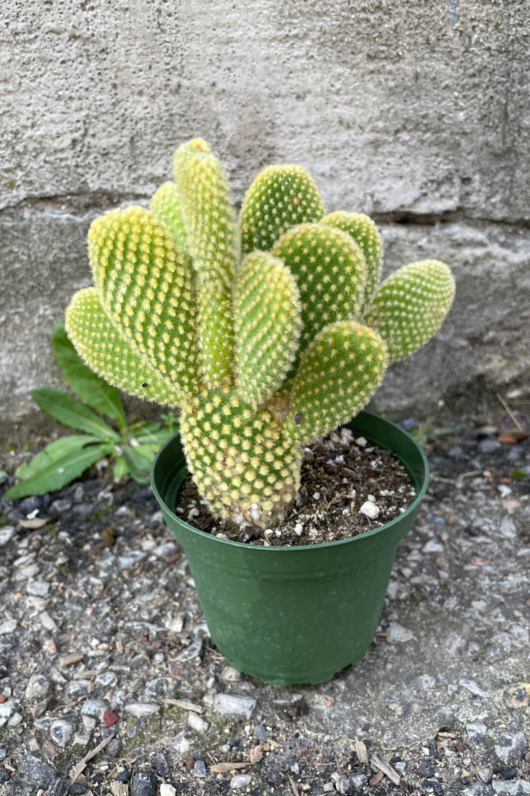 An Opuntia with green body and yellow spikes. ©Sprout Home