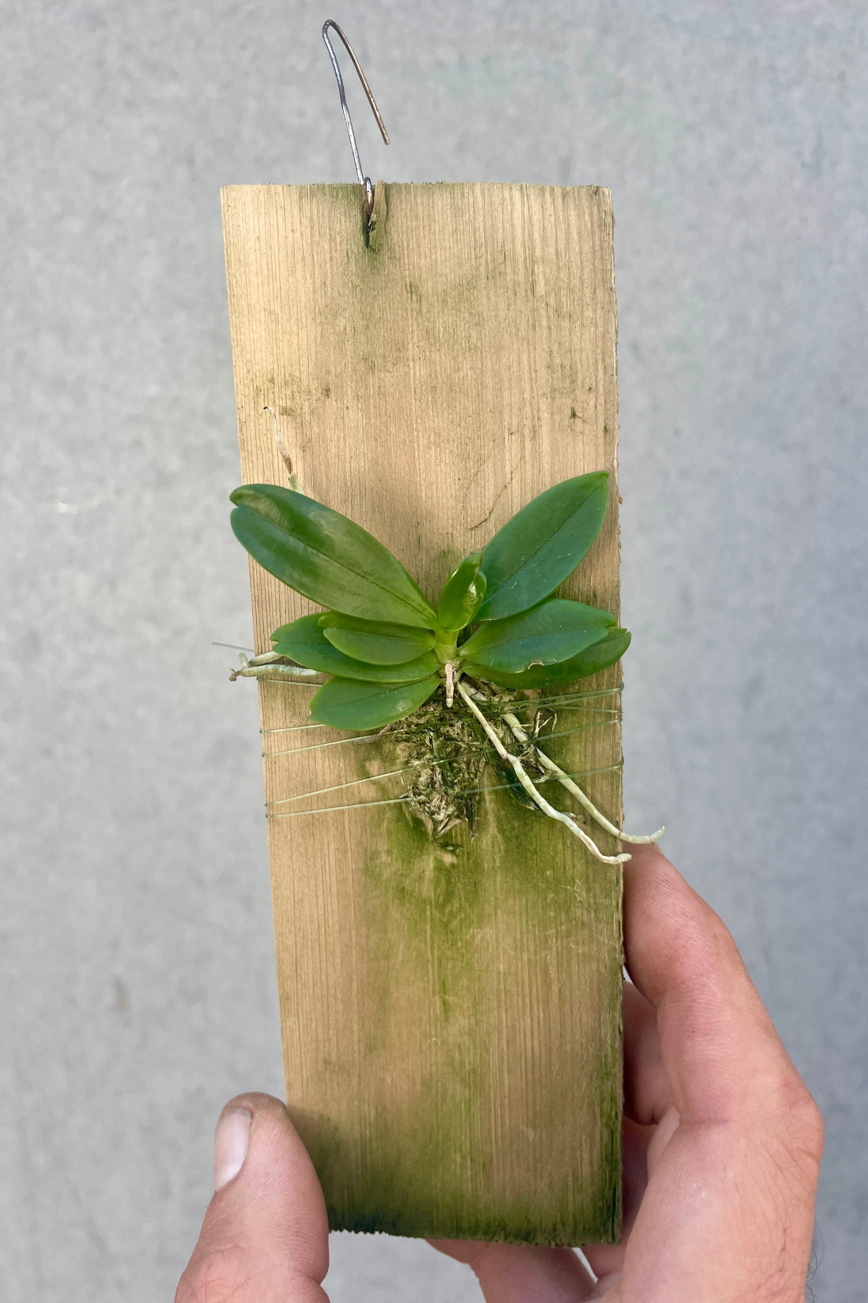 A miniature orchid mounted on a small wooden slab held in front of a gray wall ©Sprout Home