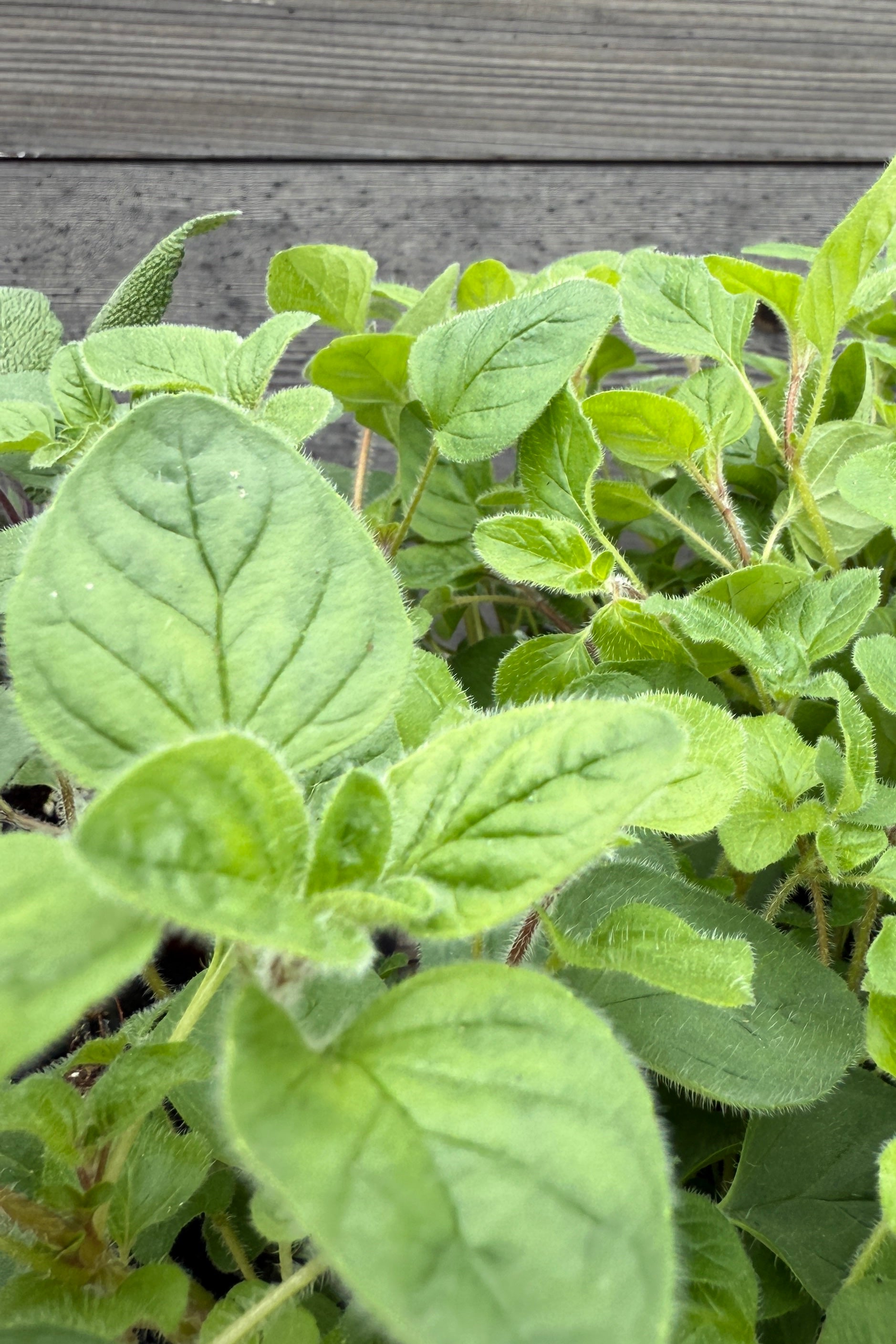 Herb (assorted) 3"