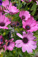 Osteospermum 'Margarita Dark Pink' annual in full bloom with light purple petals and an iridescent purple center. 