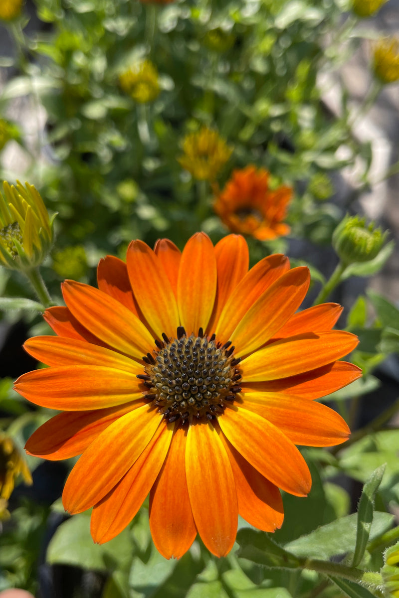 Osteospermum 'Margarita Orange Flare' in bloom and up close with its bright orange petals the end of March at Sprout Home