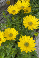 Osteospermum 'Margarita Yellow' annual with its bright yellow flowers the beginning of April in the Sprout Home yard. 