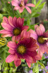 A rose purple Osteospermum group of flowers in the Sprout Home yard in April.