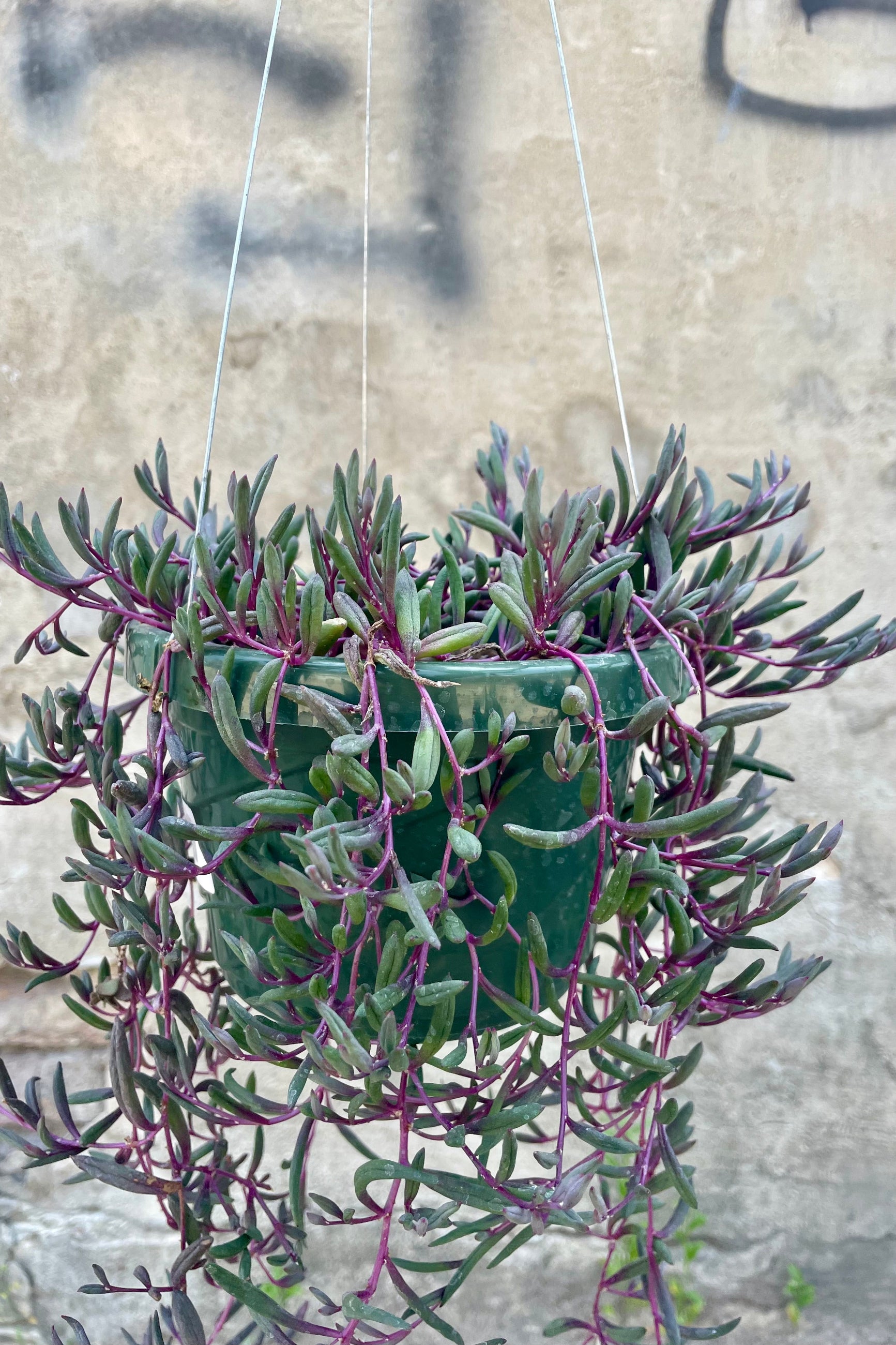 Othonna capensis plant up close hanging over the pot.  ©Sprout Home