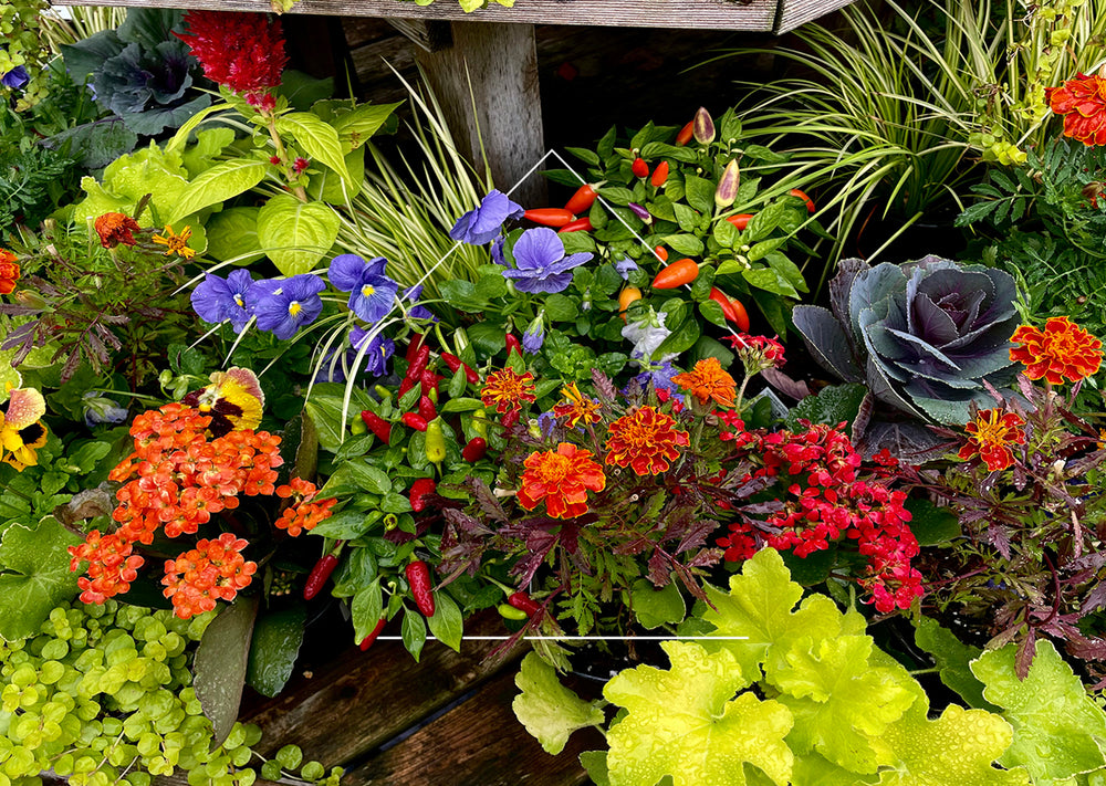 fall outdoor annuals selection on a table. 