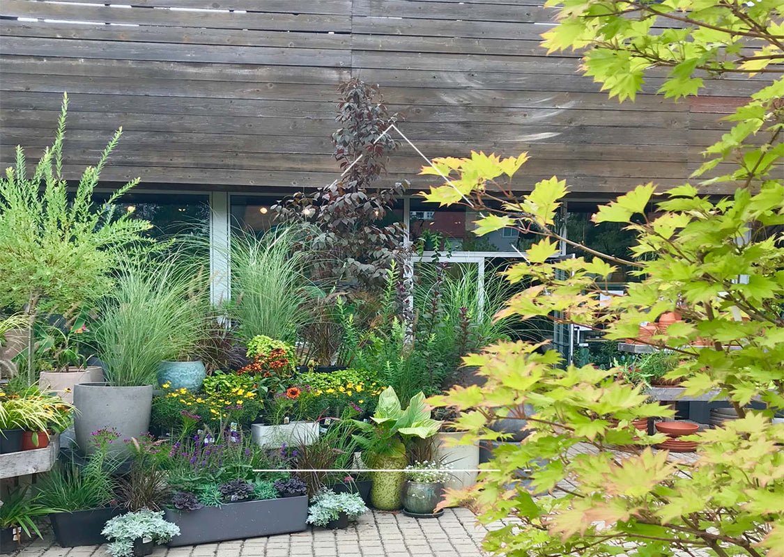 Outdoor garden at Sprout Home with perennials, trees and shrubs displayed in grey containers