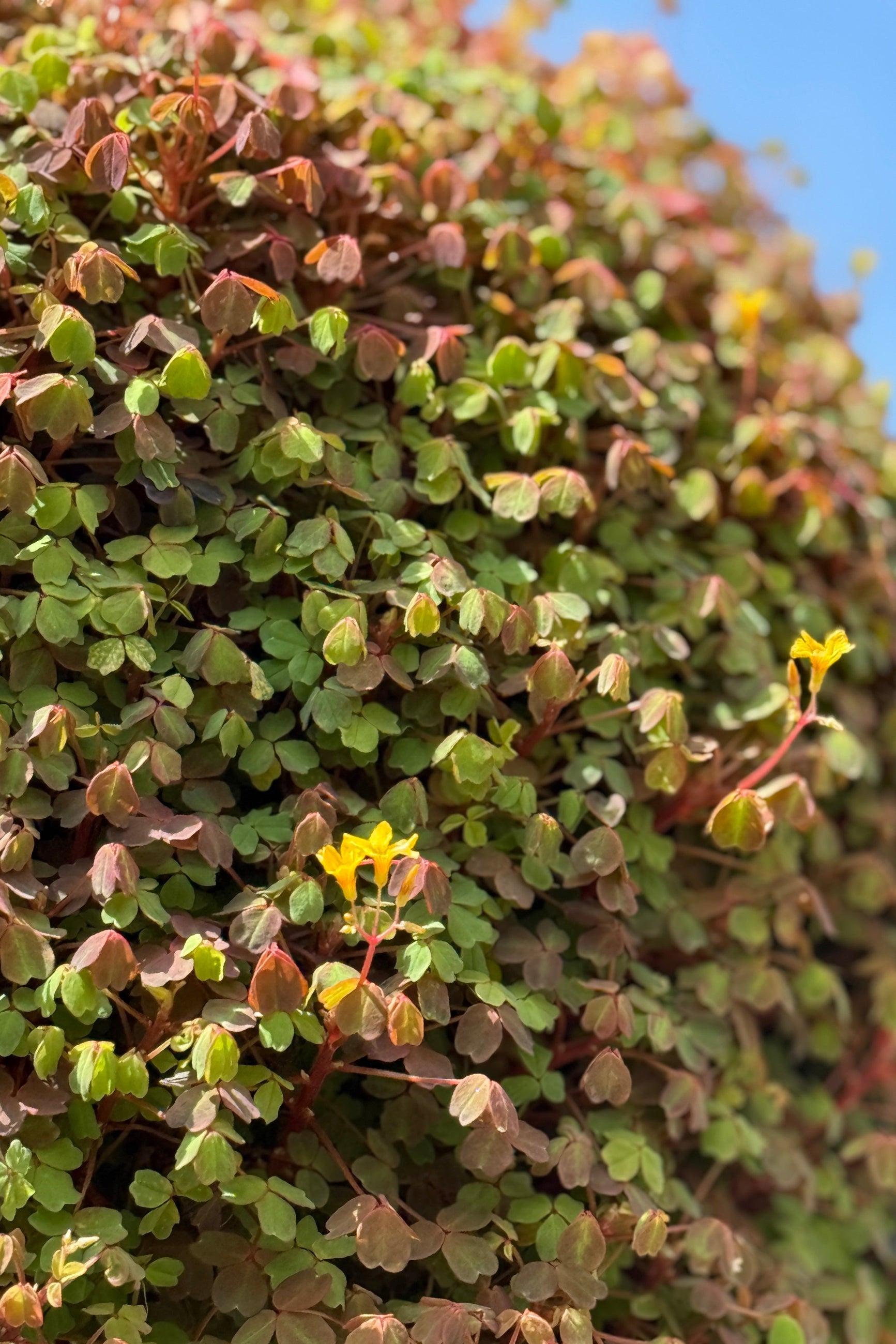 Oxalis 'Molten Lava' detail the beginning of May with its yellow to pink leaves and yellow flowers ©Sprout Home