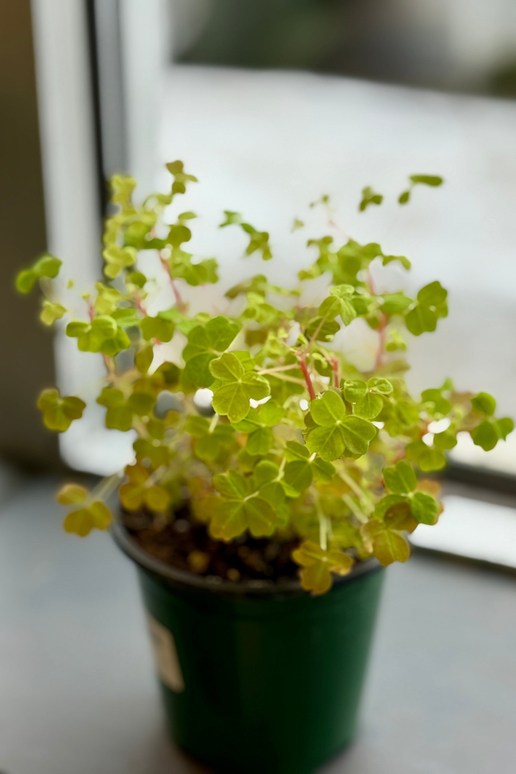 Oxalis vulcanicola 4