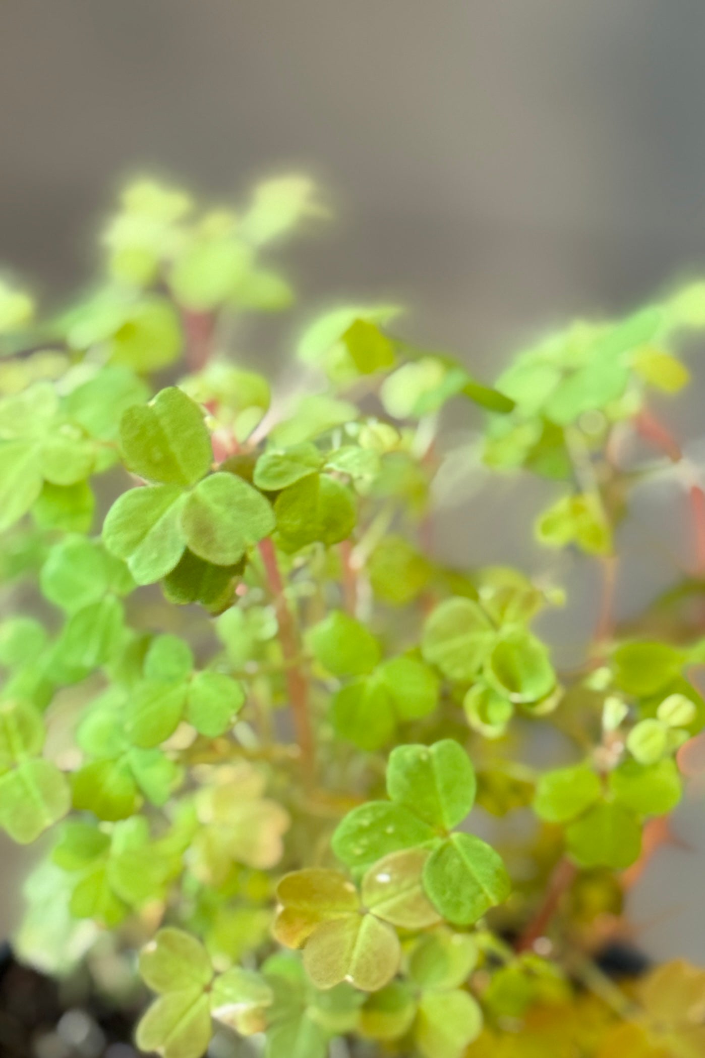 Close-up of green Oxalis vulcanicola plants with a blurred background ©Sprout Home