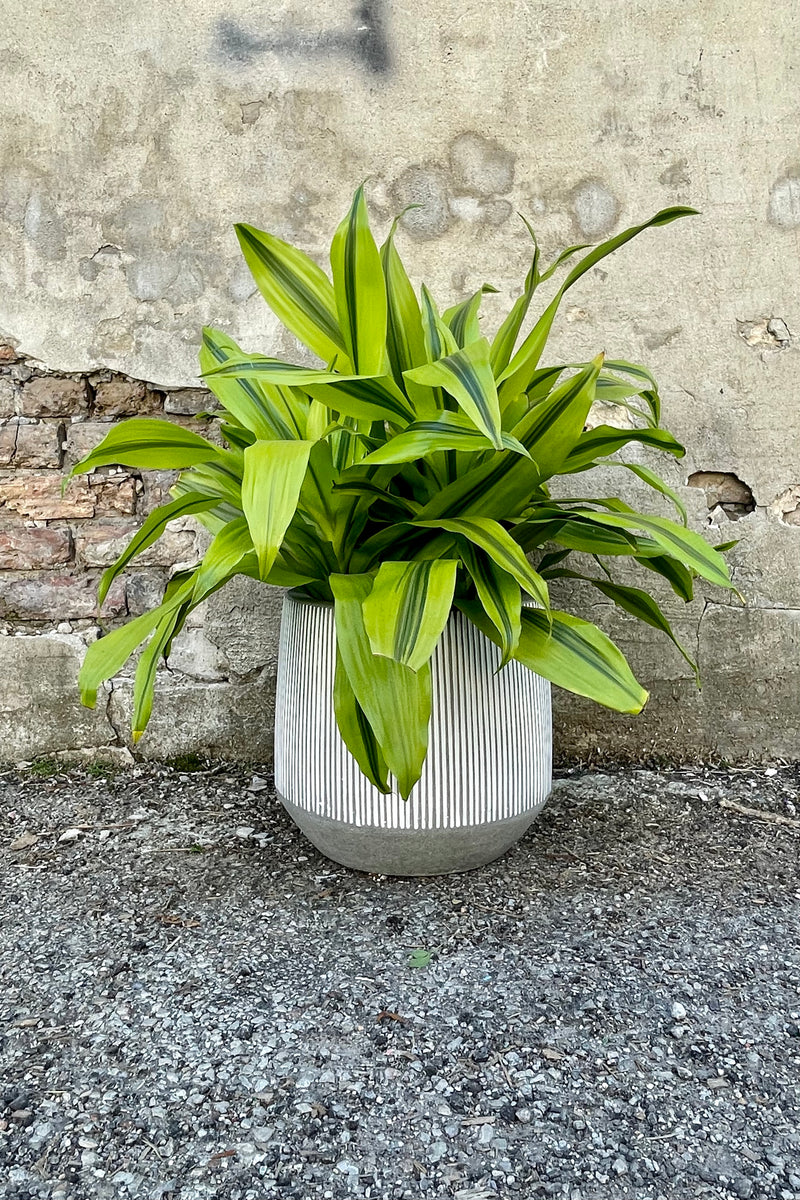 Photo of white and gray striped Harith pot against a cement wall with a bright green Dracaena plant.