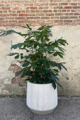 Photo of white and gray striped Harith pot against a cement wall with a Natal Mahogany tree.