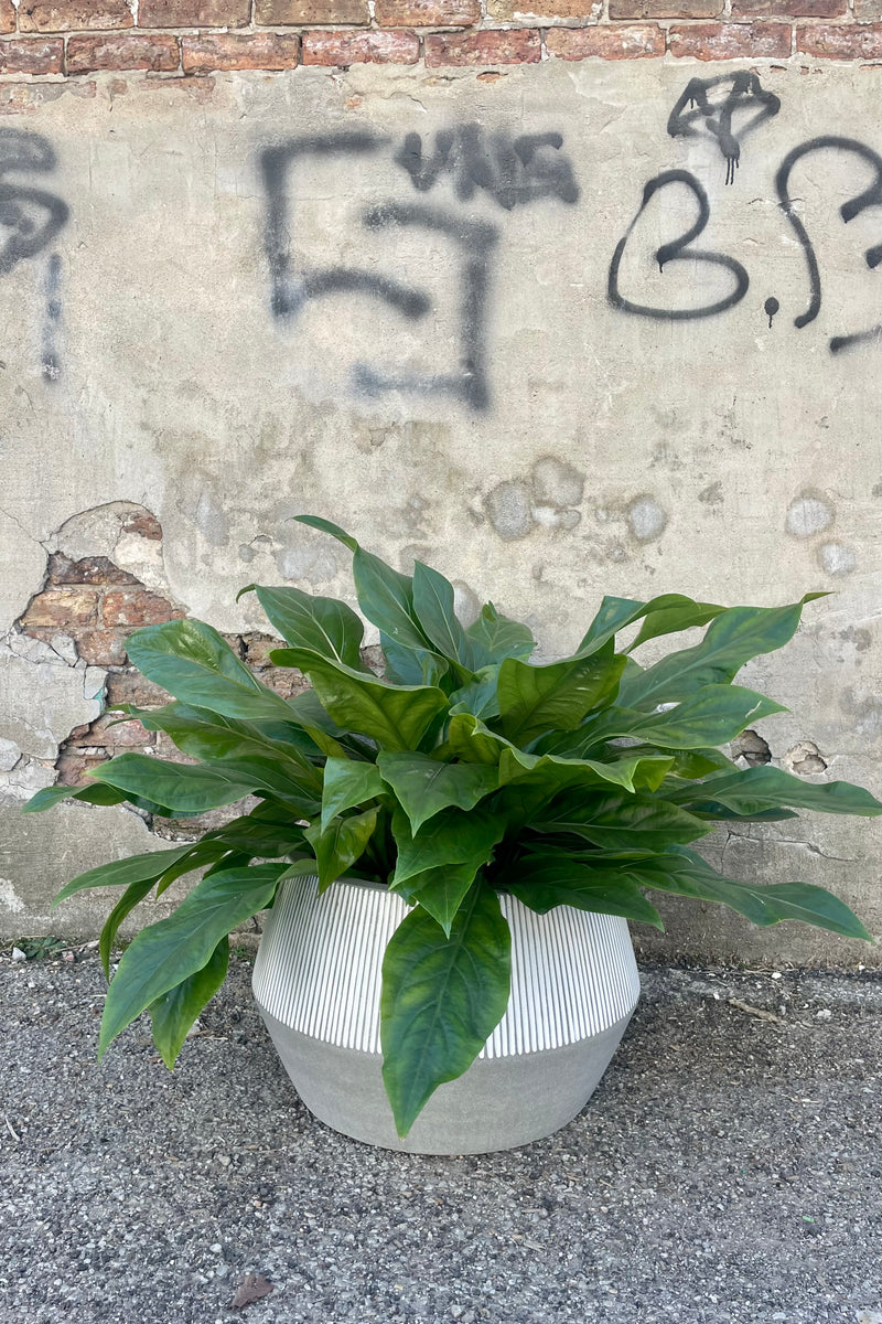 Photo of the angled side of white and gray striped Harley Low Pot against a cement wall with an Anthurium plant.