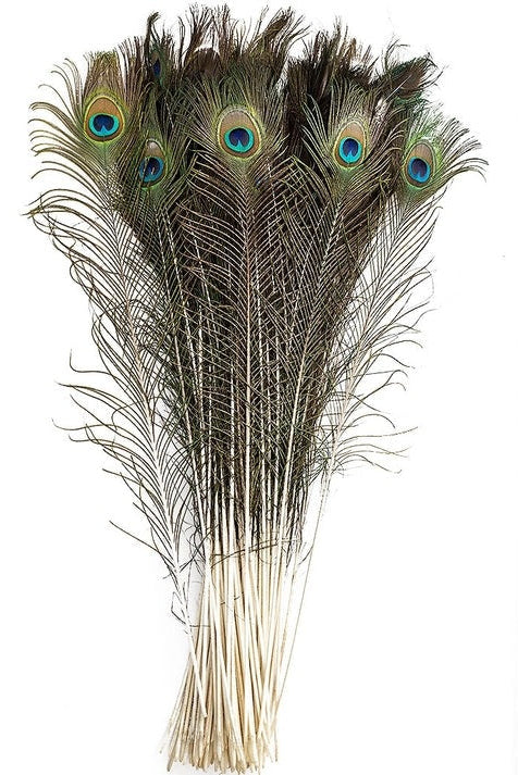 A group of peacock tail feathers on a white background ©Zucker Feather Products