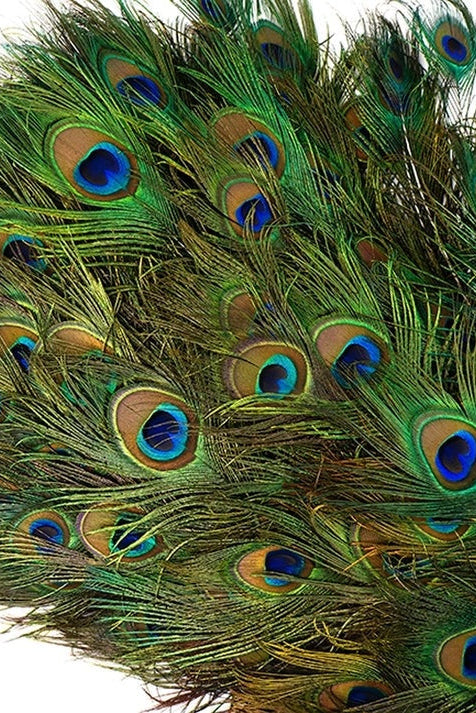 A group of peacock tail feathers on a white background ©Zucker Feather Products