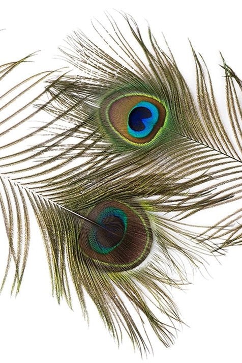 A group of peacock tail feathers on a white background ©Zucker Feather Products