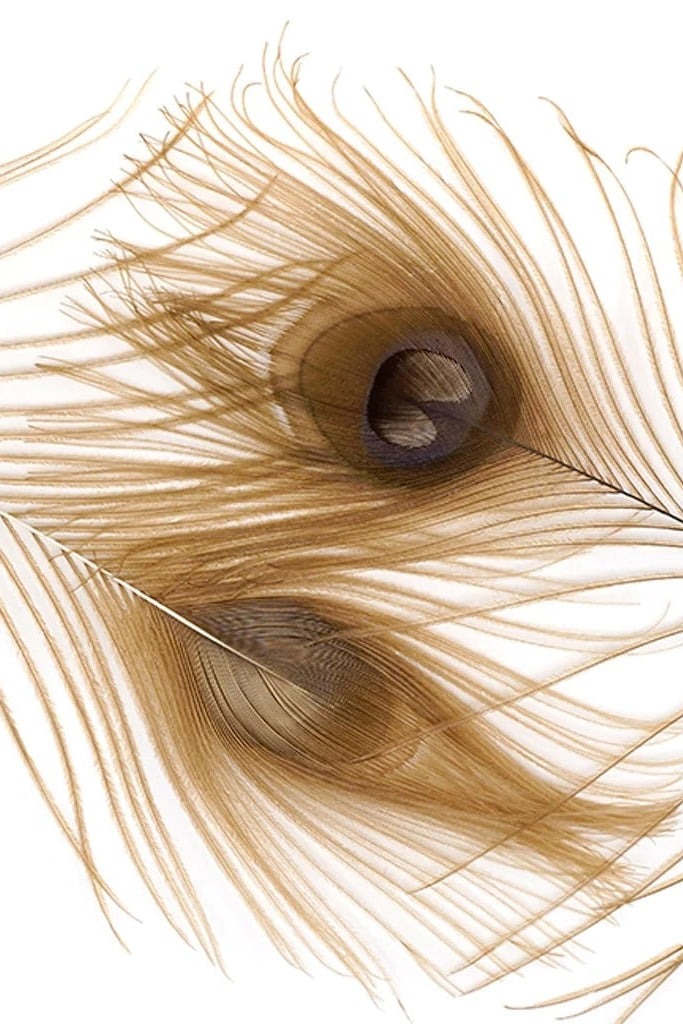 Photo of golden peacock feathers with a white background ©Zucker Feather Products