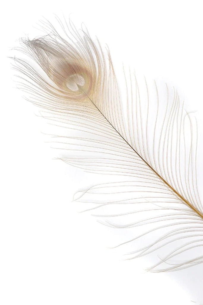 A photo of gold and pale purple dyed peacock tail feathers ©Zucker Feather Products