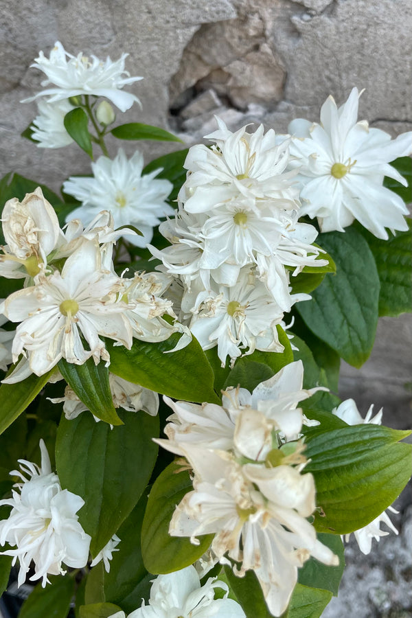 The bright white blooms of the Philadelphus 'Miniature Snowflake' the beginning of June.