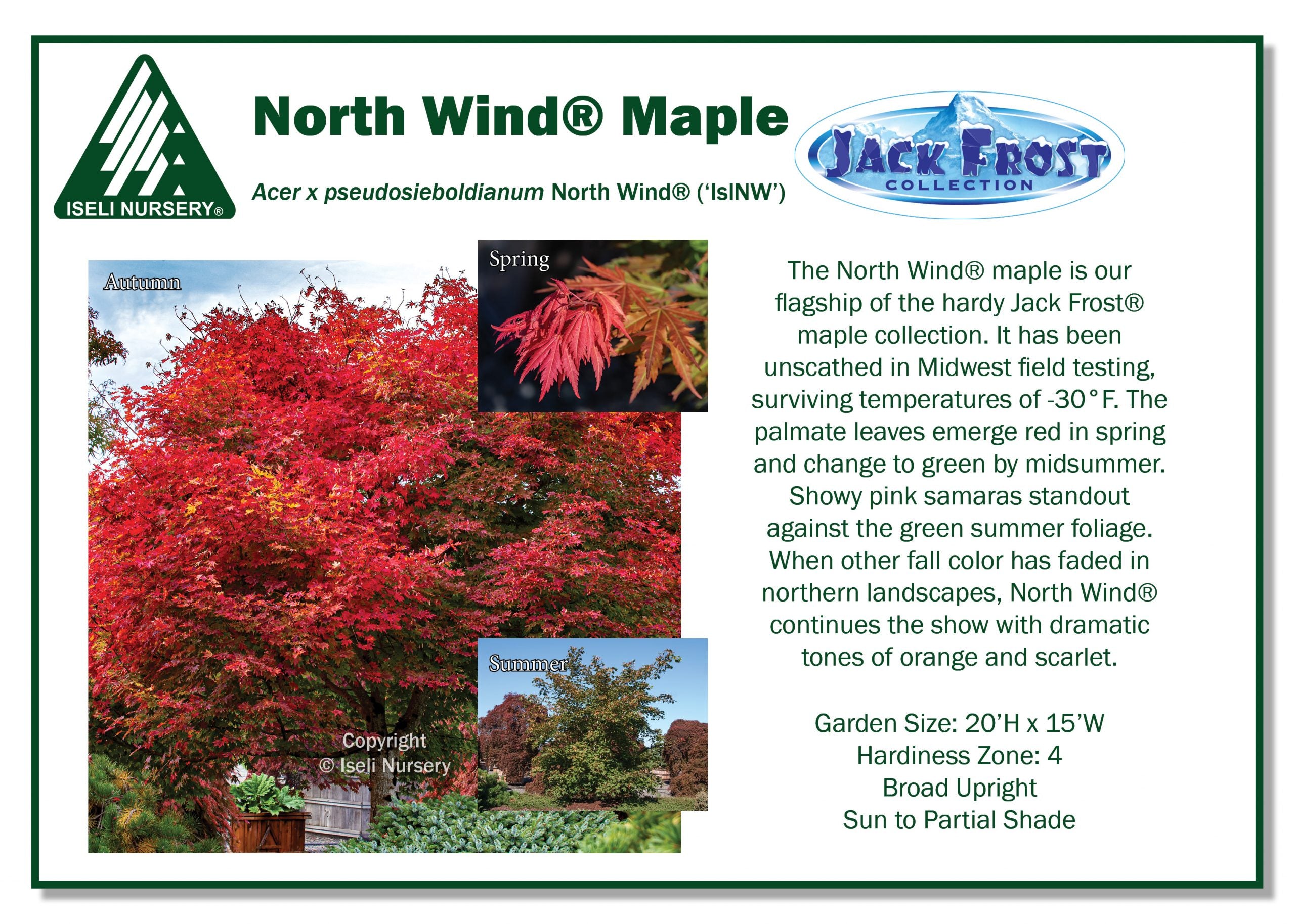 Acer x pseudosieboldianmum 'North Wind' #6 at SPROUT HOME