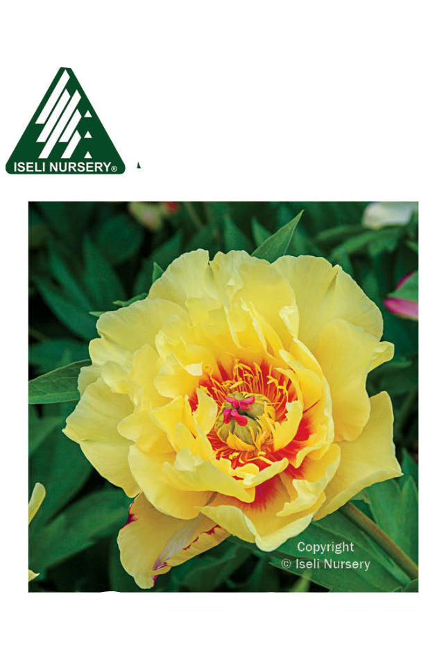 Advertisement for 'Sequestered Sunshine Itoh Peony' with a yellow flower and nursery logo. ©Iseli Nursery