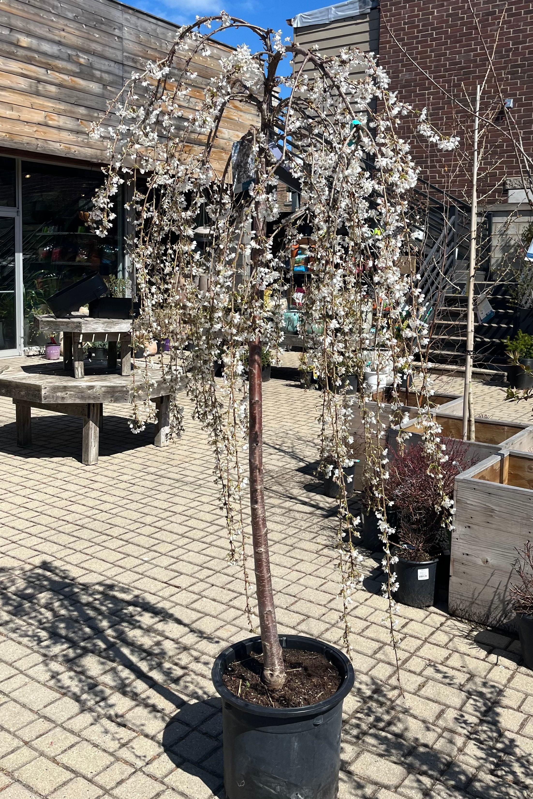 Prunus 'Snow Fountains' in full white bloom the end of March in a #10 growers pot in the Sprout Home yard. 