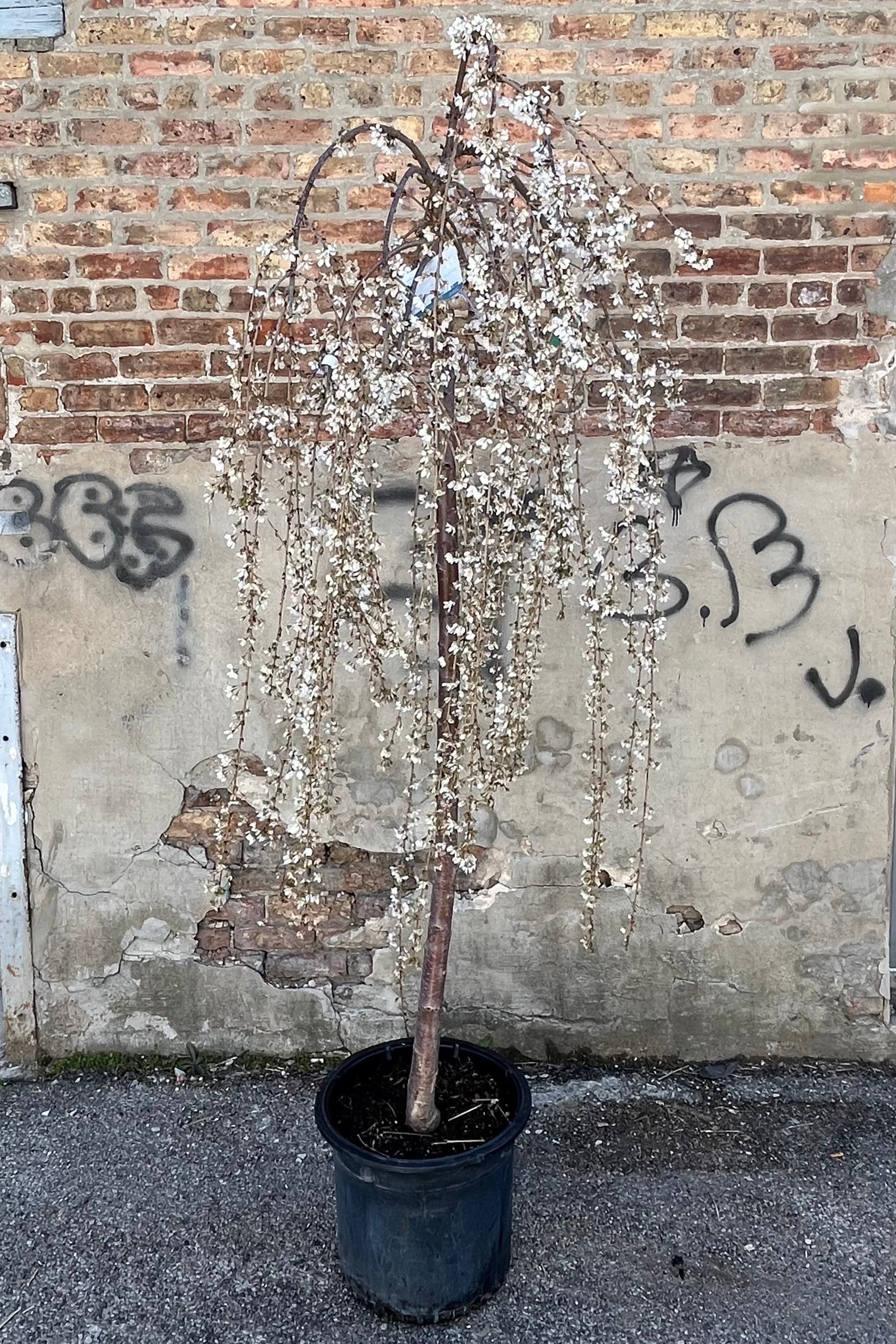 A Prunus 'Snow Fountains' in full bloom with its white flowers the end of March in a #10 growers pot.