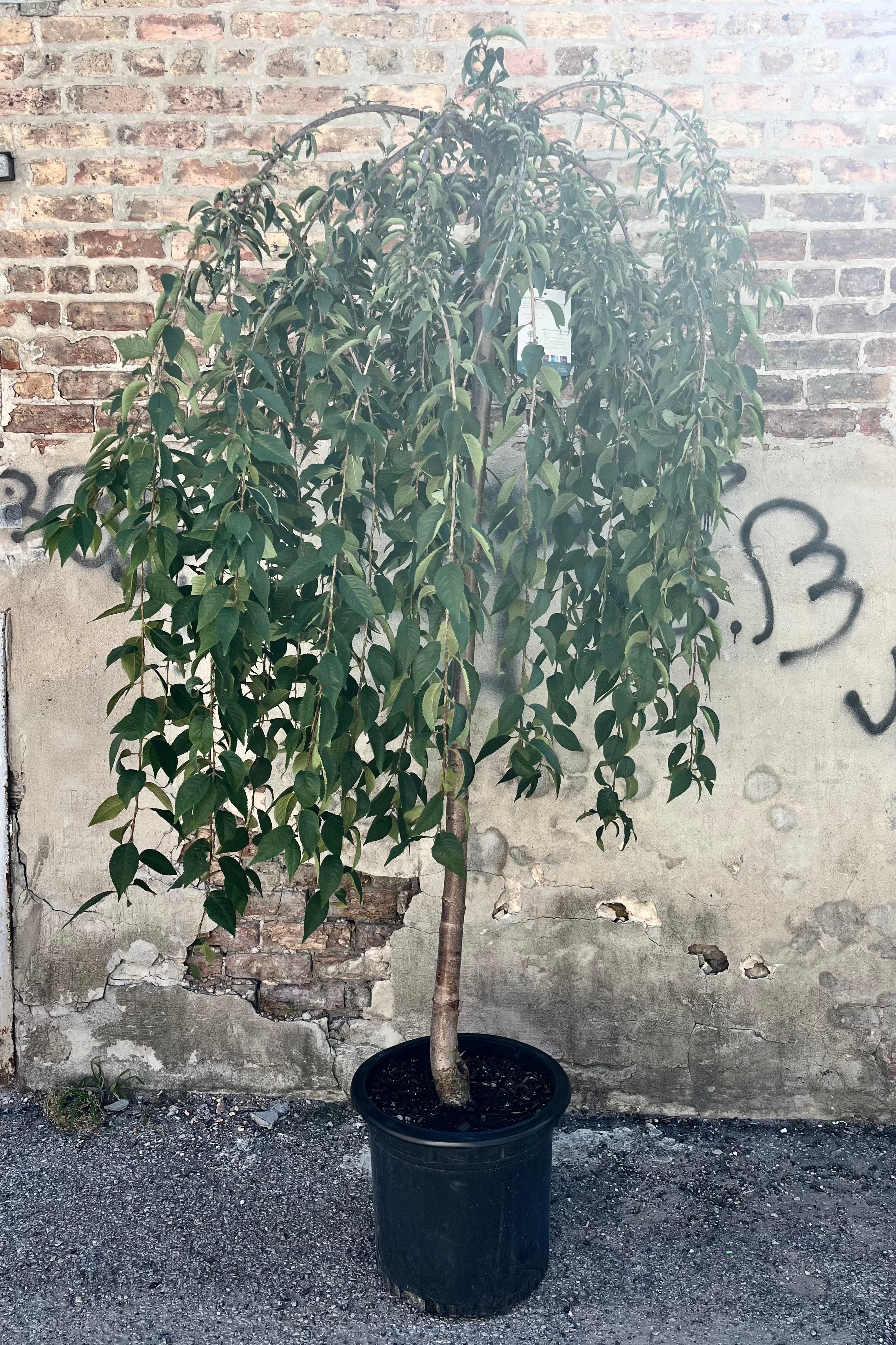 'Snow Fountains' Prunus, or 'Snofozam' cherry showing it's weeping shape and small dark green leaves