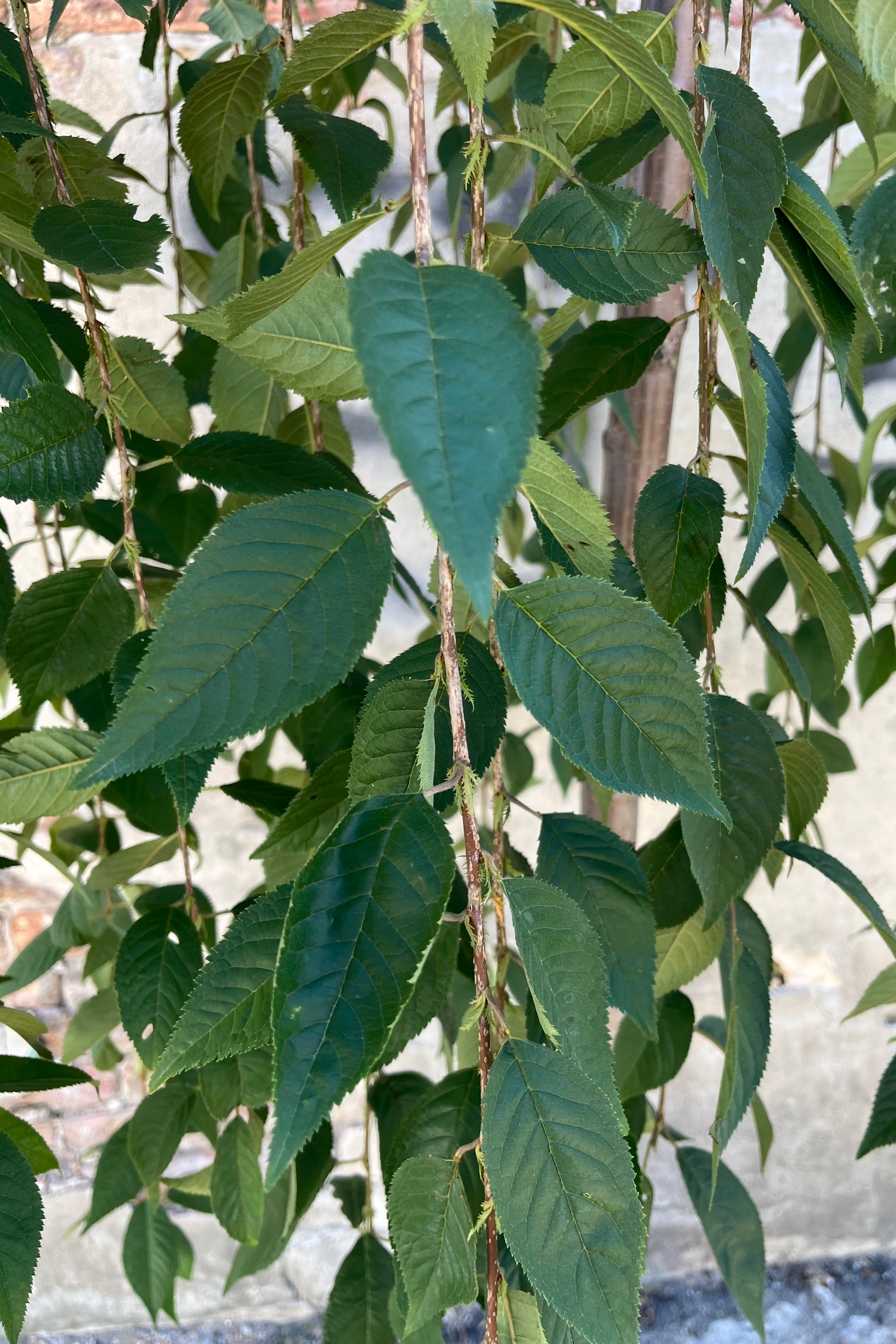 detail of the small dark green foliage of the 'Snow Fountains' Prunus, or 'Snofozam' cherry