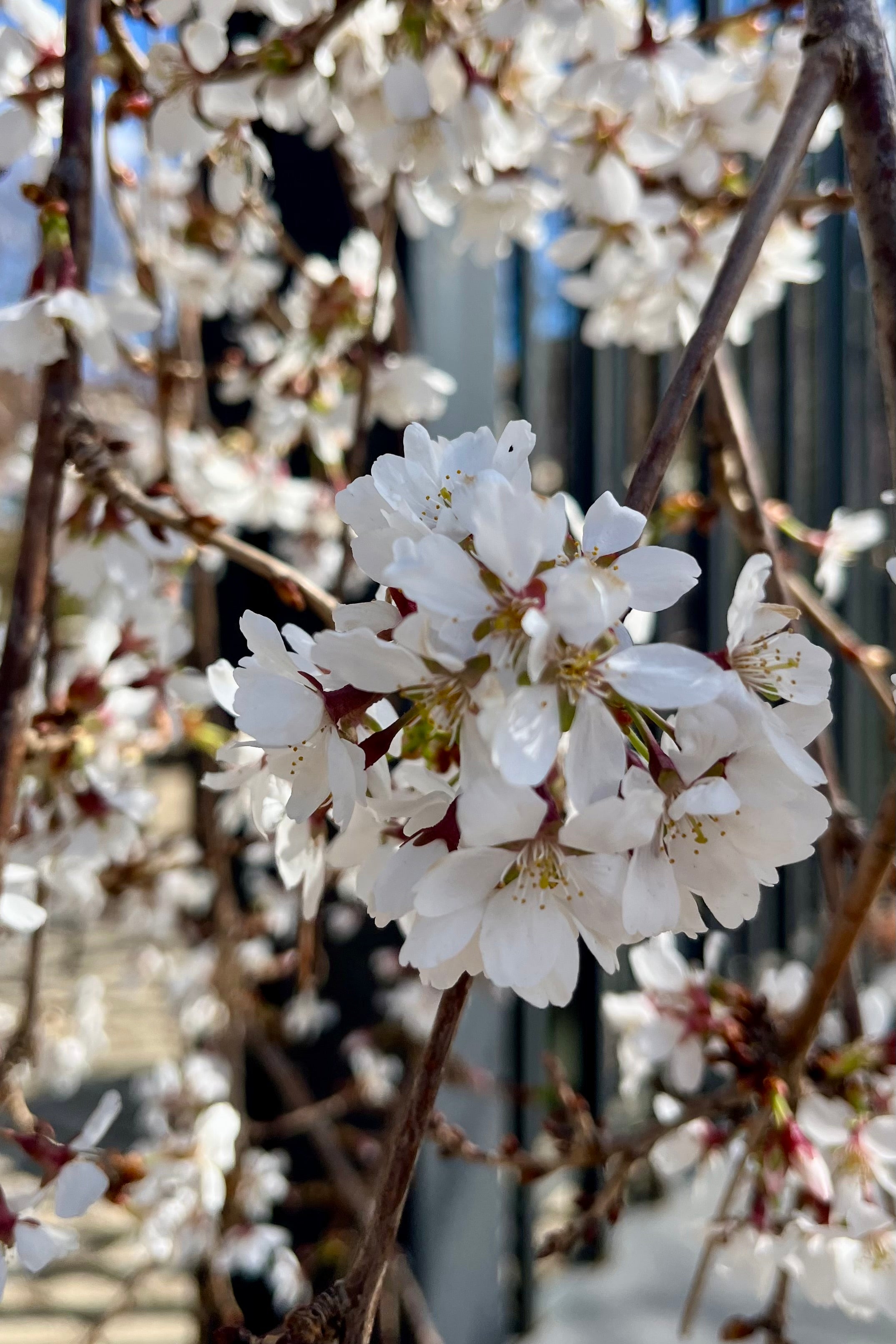 Bloom detail the end of March showing the white petals of the 'Snow Fountains' Cherry tree