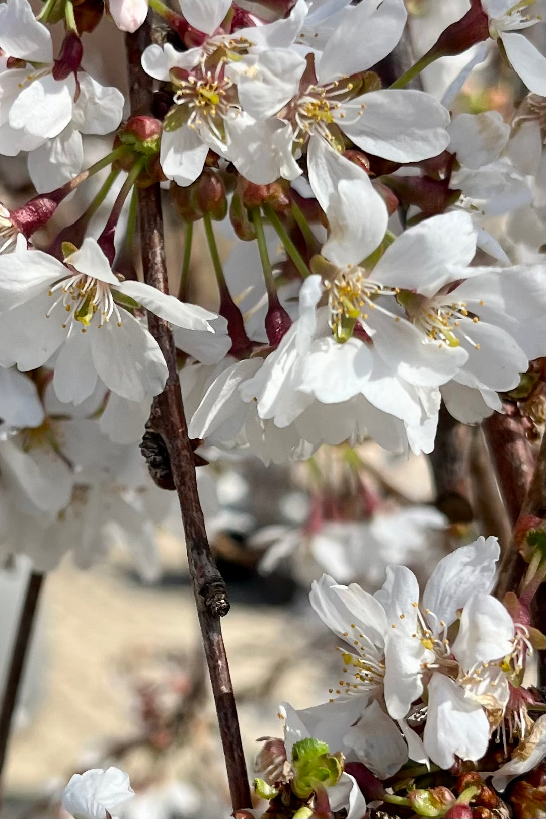 Bloom detail the end of March showing the white petals of the 'Snow Fountains' Cherry tree