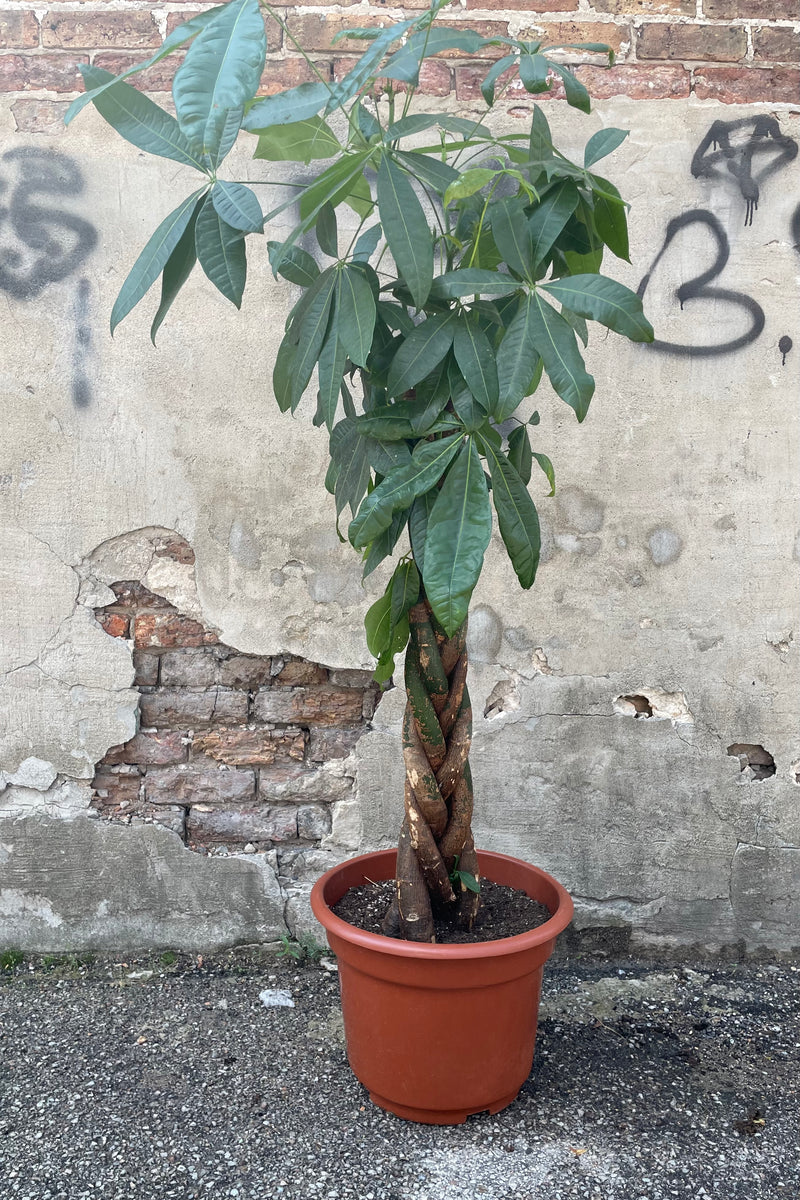 Pachira aquatica braided in a 14" growers pot standing in front of a concrete and brick wall. 