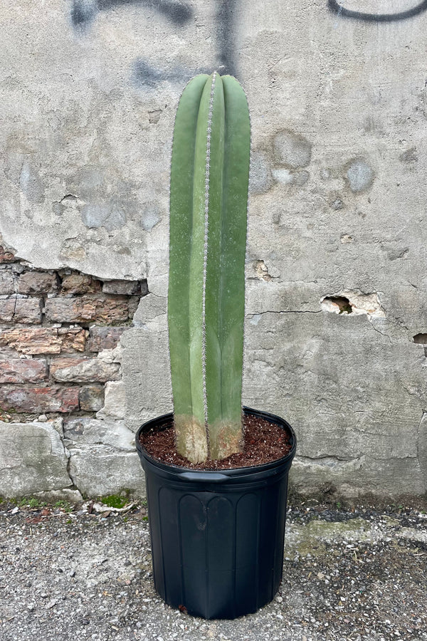 Photo of a green, columnar fence post cactus in a black pot against a cement wall.