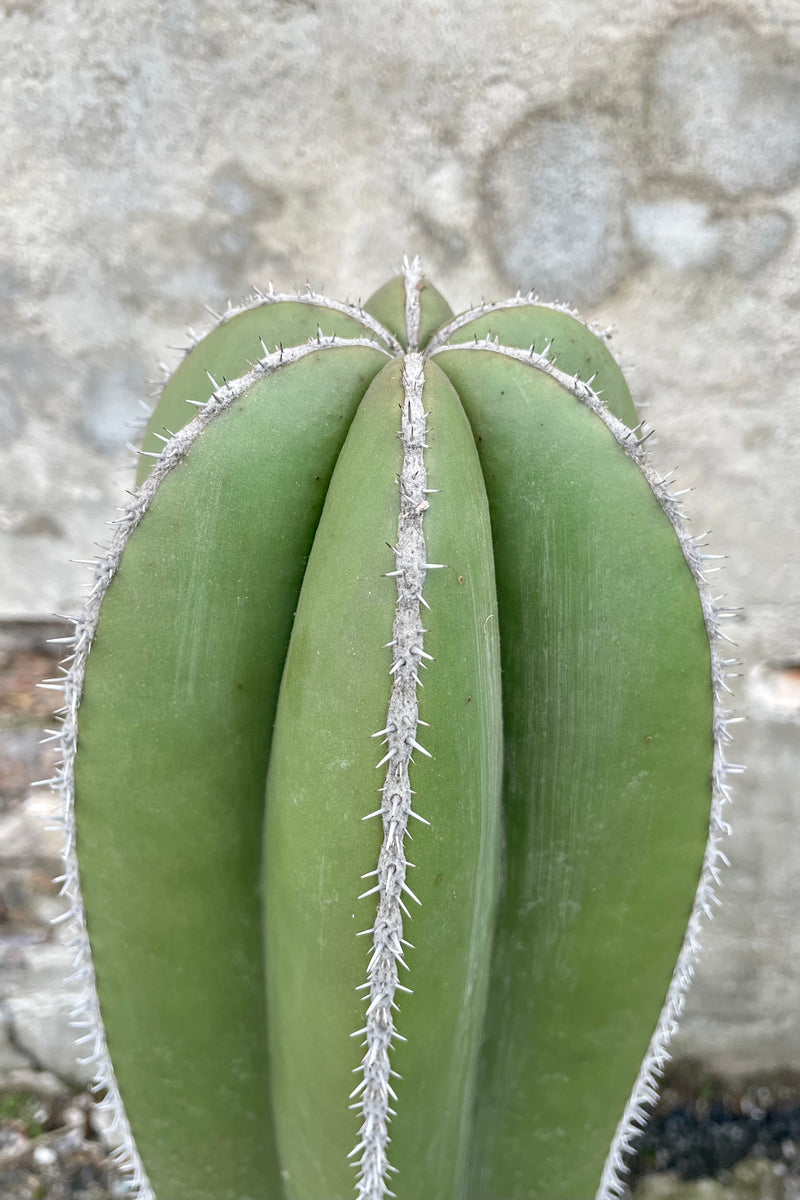 Close photo of ribbed stem and small gray spines of Pachycereus marginatus "fence post" cactus against a concrete wall.