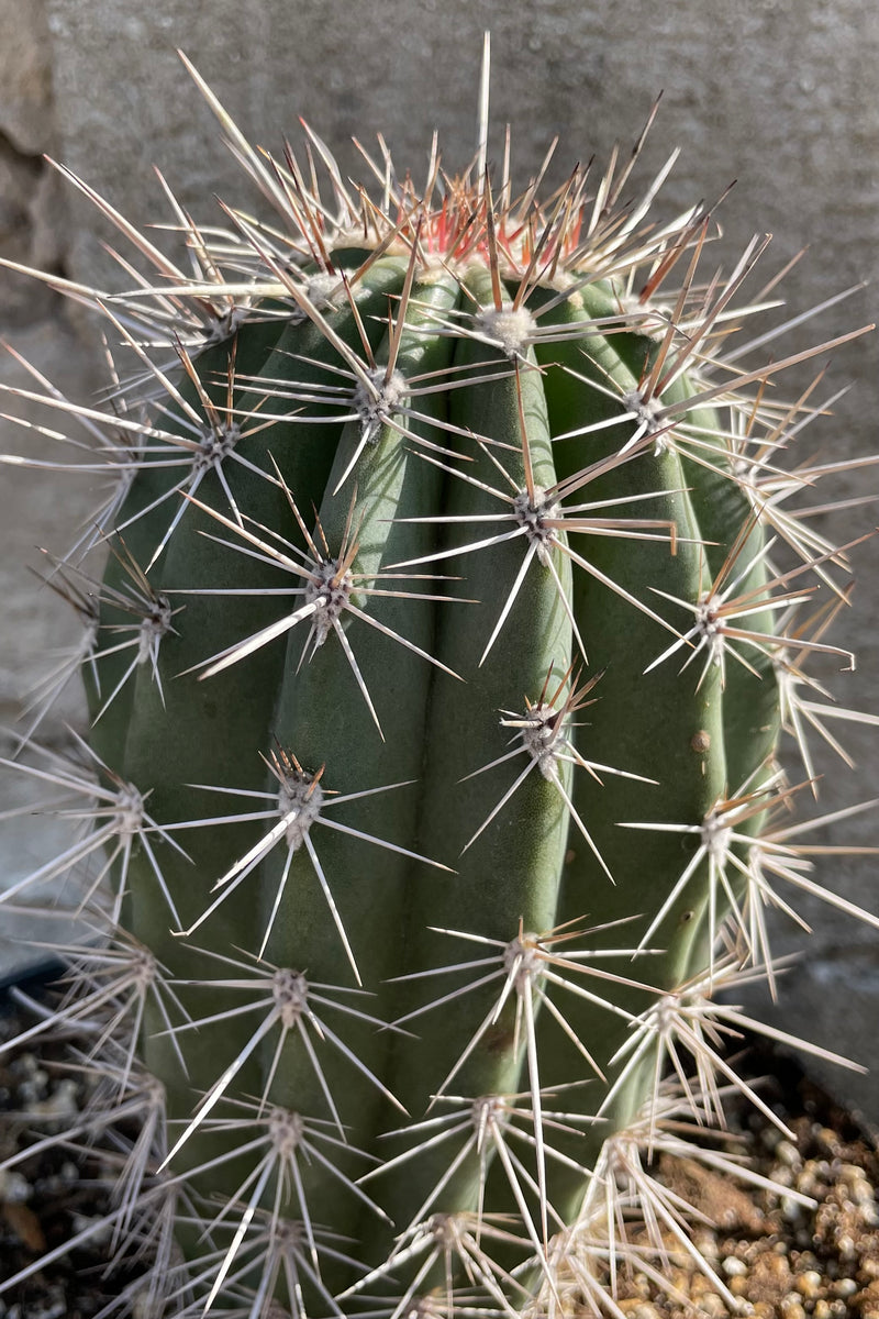 A detailed view of Pachycereus pringlei "Elephant Cactus" 8" against concrete backdrop