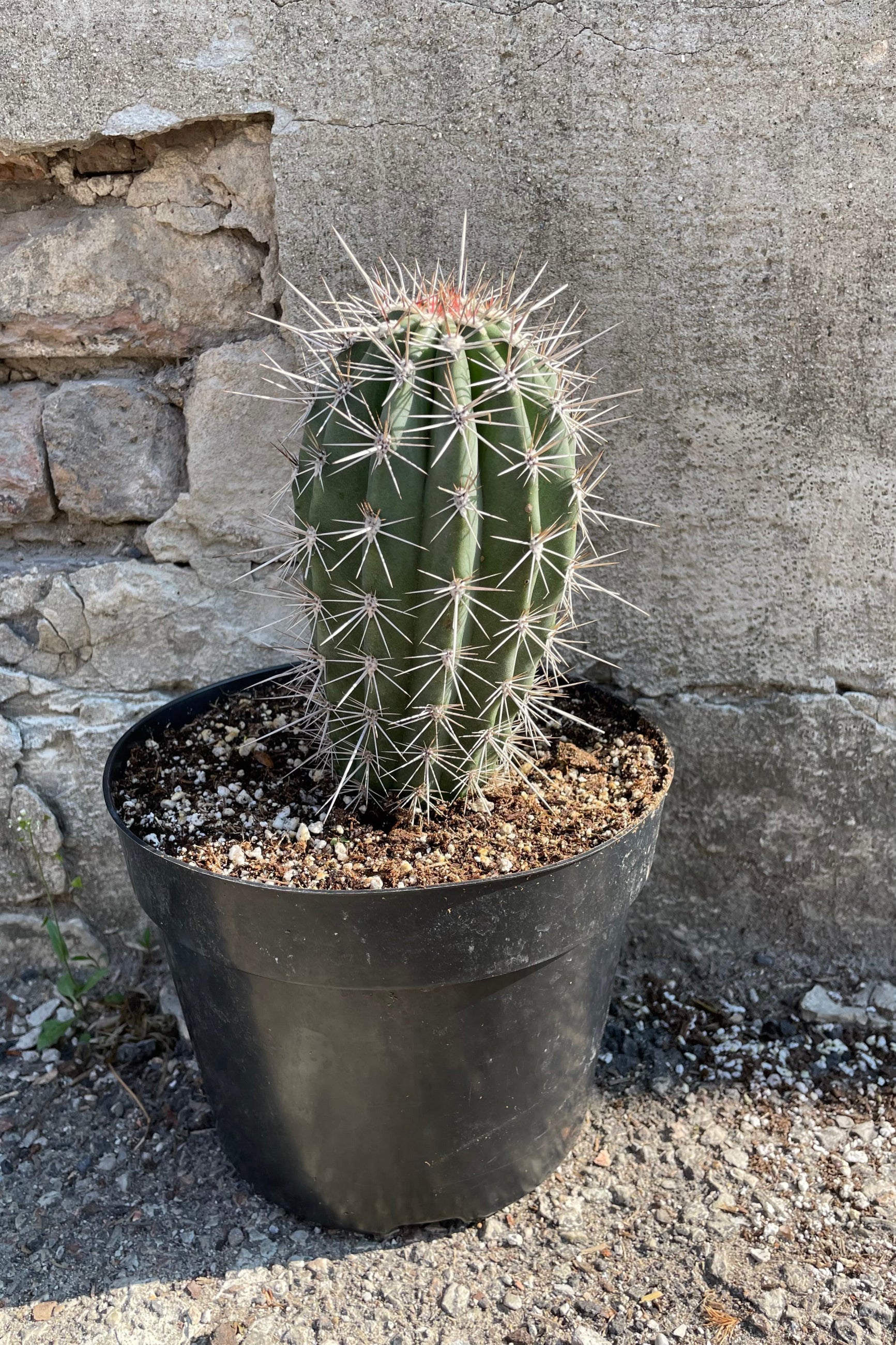 A full view of Pachycereus pringlei "Elephant Cactus" 8" in grow pot against concrete backdrop ©Sprout Home